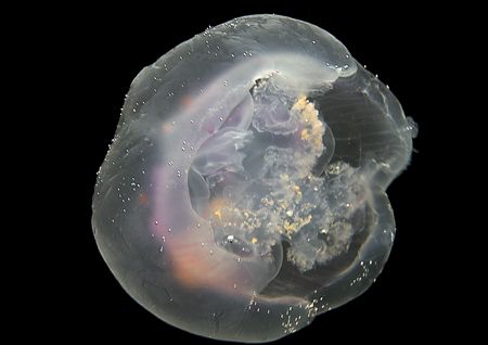 Moon jellyfish.
Treaddur Bay, Wales.
D200 60mm & some f... by Mark Thomas 