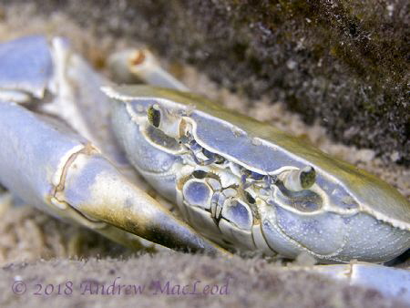 Freshwater crab in Lake Malawi. by Andrew Macleod 