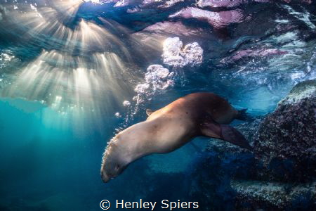 SeaLion at Sunset by Henley Spiers 