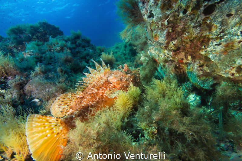 Mediterranean Scorpionfish portrait by Antonio Venturelli 