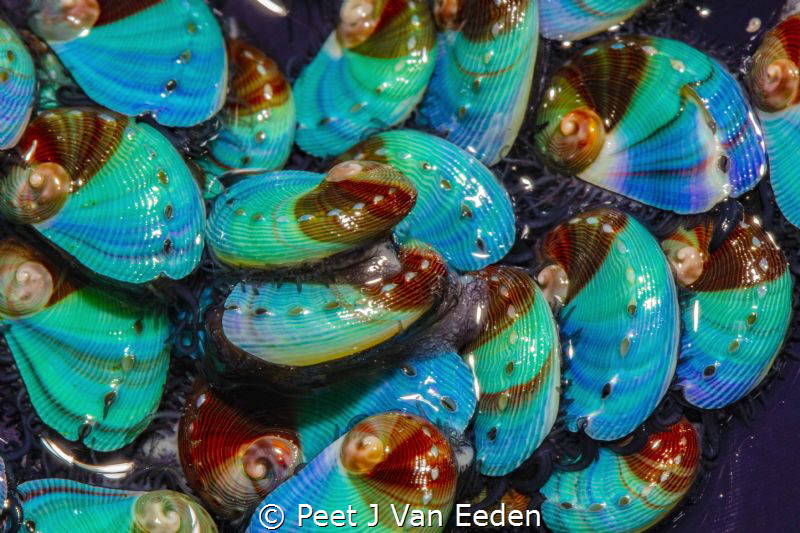 The beautiful colors of juvenile abalone in an abalone nu... by Peet J Van Eeden 