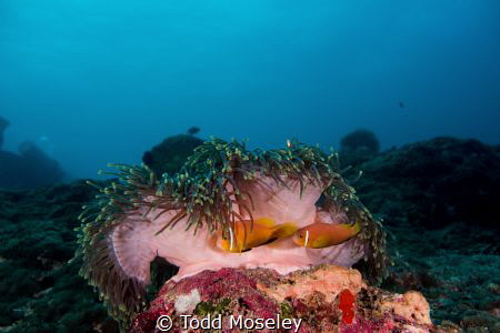 Anemone by Todd Moseley 