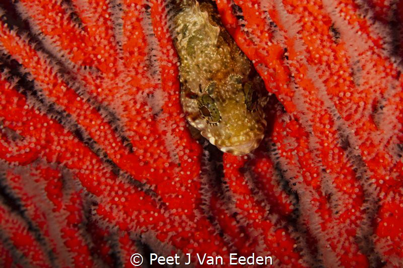 The hide away

Klipvis in a palmate sea fan by Peet J Van Eeden 