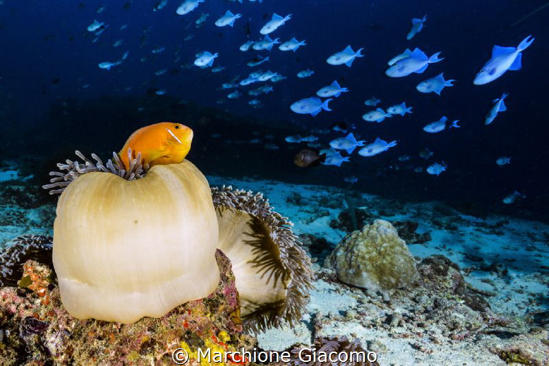 Clown fish and trigger fish
Maldives .
Nikon D800E , ma... by Marchione Giacomo 