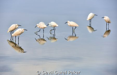 Flamingos in a very early morning in a small lake by the ... by Sevil Gurel Peker 