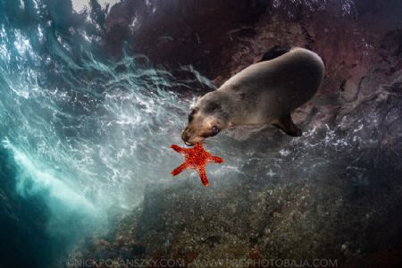 Sea Lion Chew Toys by Nick Polanszky 