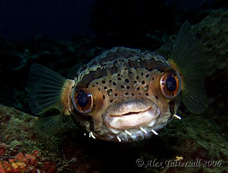 Soooo cute !!! I love these porcupine fish... by Alex Tattersall 