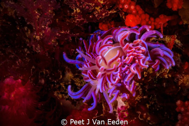 The Coral Nudibranch is unique to False Bay, Cape Peninsu... by Peet J Van Eeden 