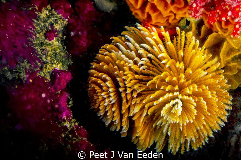 Yellow variant of the feather duster worm adds color the ... by Peet J Van Eeden 