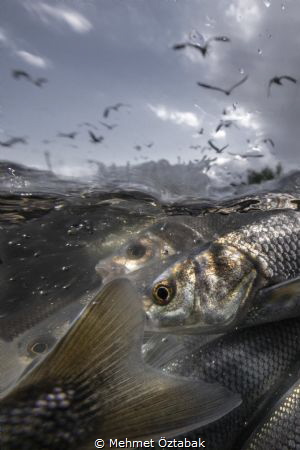 
4.The incredible journey of pearl mullet fishes living ... by Mehmet Öztabak 