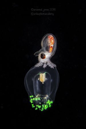 Cephalopod on small jelly by Wayne Jones 