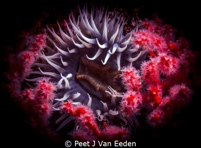 Bed of Roses > Sea anemone surrounded by multicolored seafan by Peet J Van Eeden 