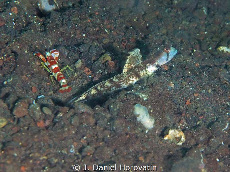 Shrimp Goby on the lookout while is partner cleans the den. by J. Daniel Horovatin 