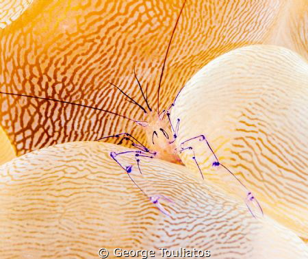 Bubble Coral Shrimp!!! by George Touliatos 
