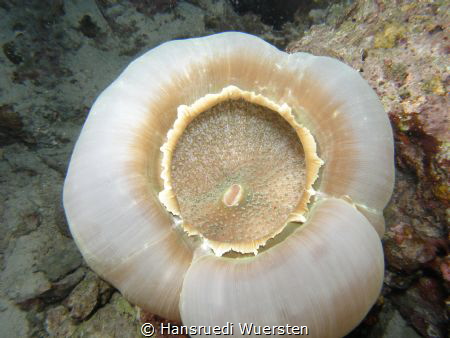 Species of sea anemone by Hansruedi Wuersten 