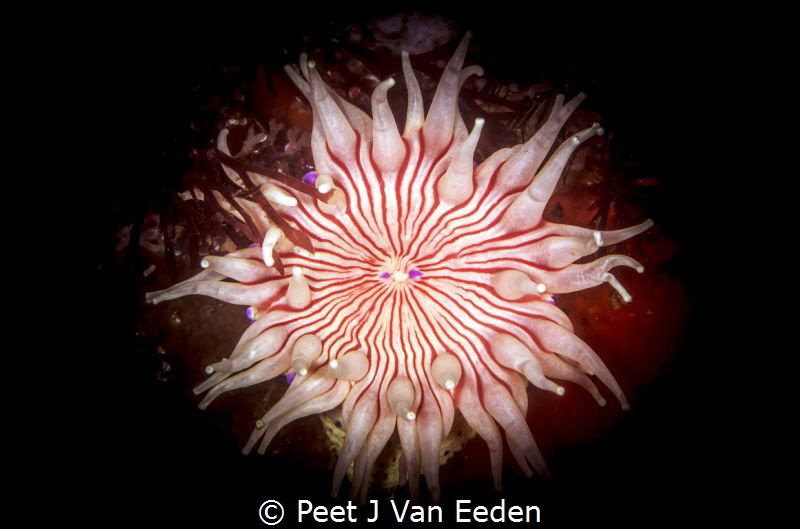 Violet Spotted sea=anemone uniques to the waters of the C... by Peet J Van Eeden 