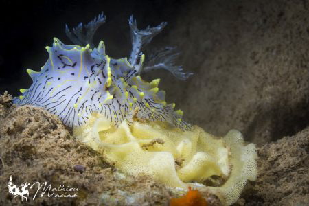 One my favorite nudibranch... by Mathieu Macias 