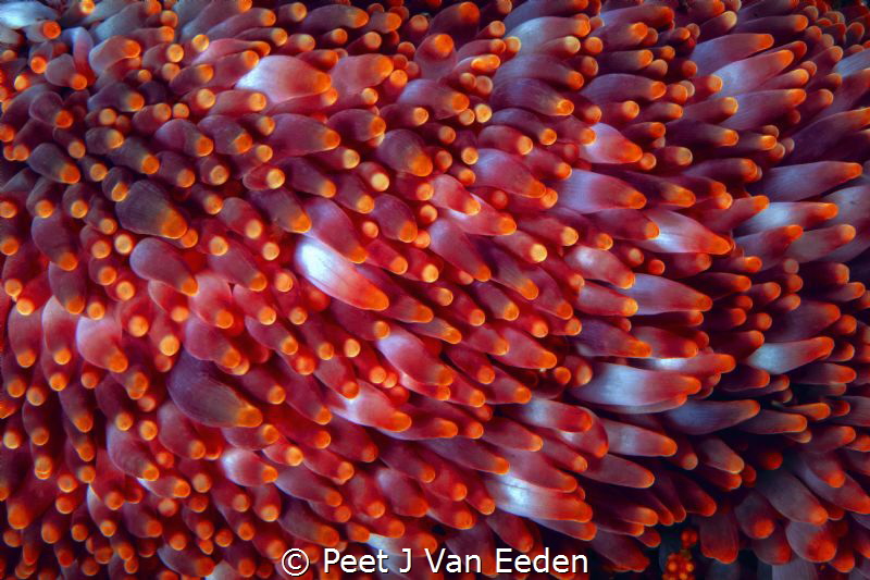 walking with brilliancy

The walking sea-anemone is uni... by Peet J Van Eeden 