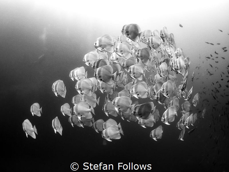 Angel

Longfin Batfish - Platax teira

Sail Rock, Tha... by Stefan Follows 