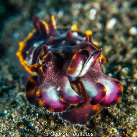 Flamboyant Cuttlefish!!! by George Touliatos 