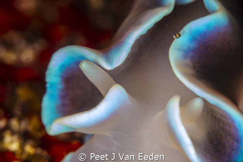 Free ride

Ornate amphipod on a frilled nudibranch by Peet J Van Eeden 