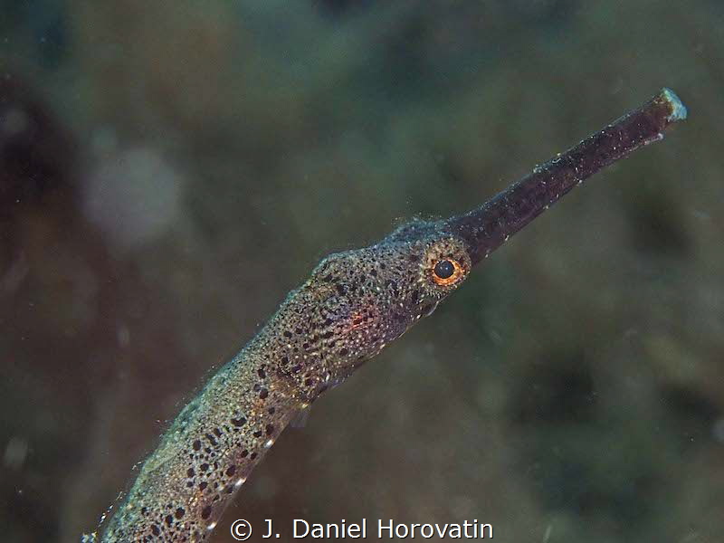 Pipefish on the hunt. by J. Daniel Horovatin 