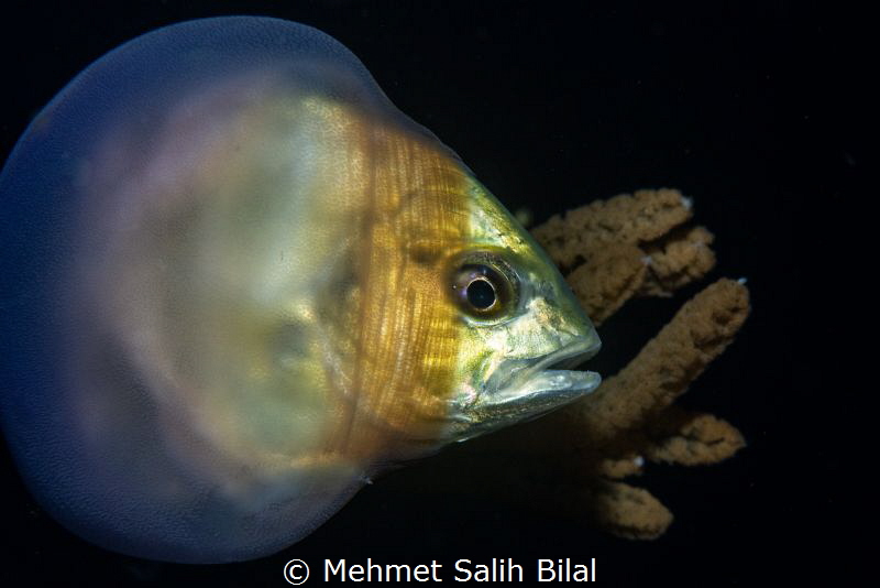 Jack in a jellyfish. by Mehmet Salih Bilal 