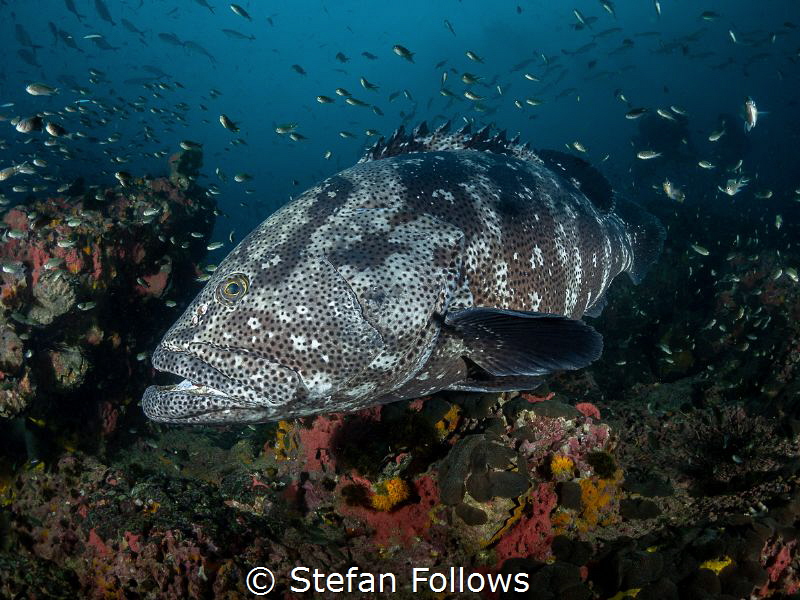 Dagon

Malabar Grouper - Epinephelus malabaricus

Sai... by Stefan Follows 