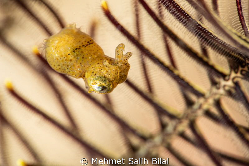 Pygmy squid. 105 + SMC1. by Mehmet Salih Bilal 