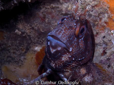 Parablennius gattorugine by Cumhur Gedikoglu 