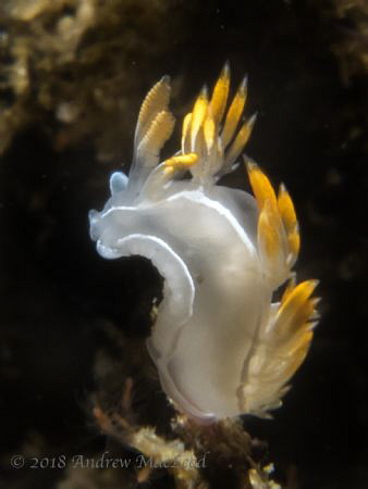 nudi in the breeze by Andrew Macleod 