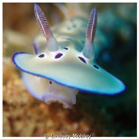 Goniobranchus kunei by Lindsey Mobley 
