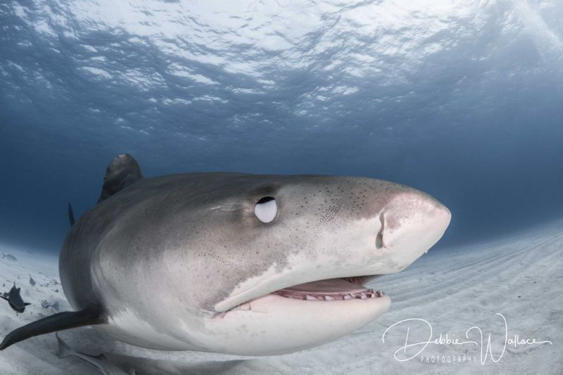 This large female tiger shark came close enough to my dom... by Debbie Wallace 