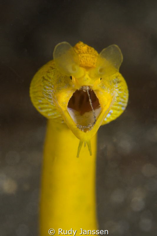 ribbon eel close up by Rudy Janssen 