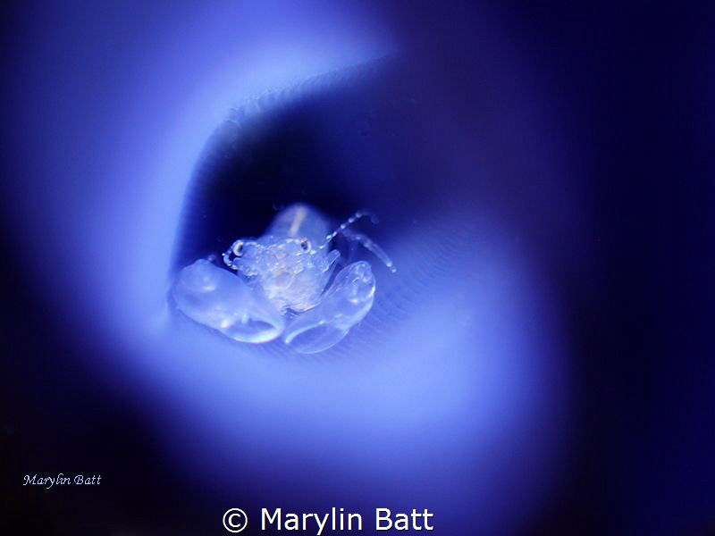 Tiny commensal crab inside blue tunicate by Marylin Batt 