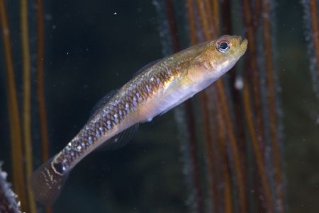 Two spot goby.Anglesey. D200, 60mm. by Derek Haslam 