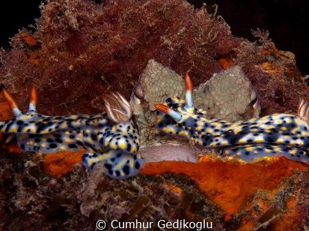Octopus vulgaris & Hypselodoris infucata
Double trouble!... by Cumhur Gedikoglu 
