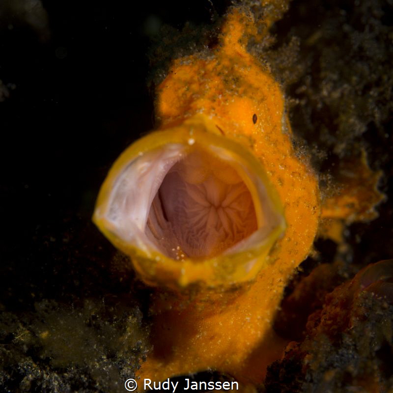 Jawing frogfish by Rudy Janssen 