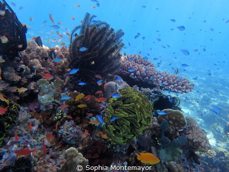 it was a beautiful day and an even more beautiful dive! I... by Sophia Montemayor 