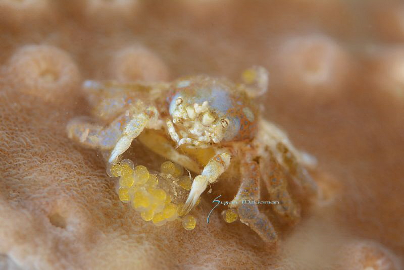 Teardrop crab tidying up his eggs by Suzan Meldonian 