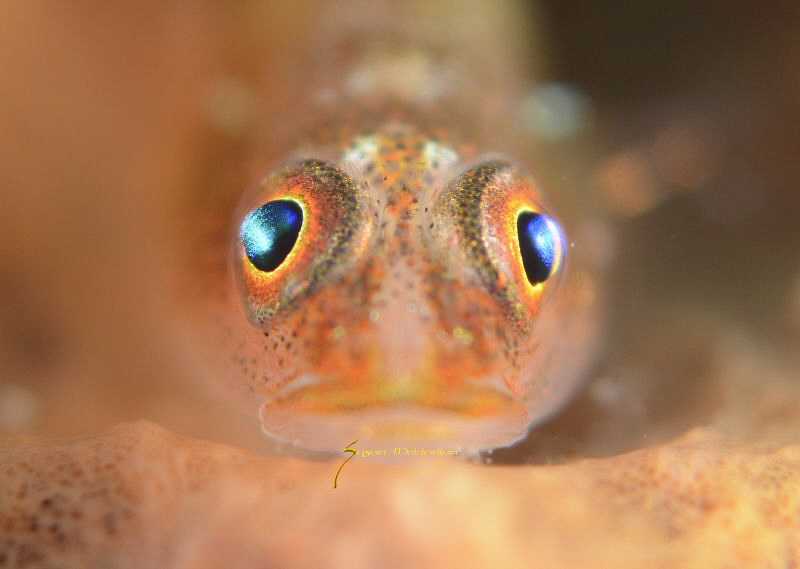 Common Goby glose up by Suzan Meldonian 