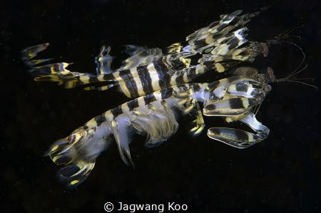 shrimp by Jagwang Koo 