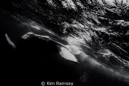 Flip.
Humpback calf rolls around belly up. by Kim Ramsay 