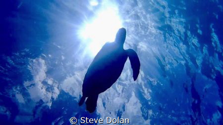 Hawksbill Sea Turtle silhouetted by the sun while snorkel... by Steve Dolan 