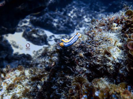 This nudi has been taken with an iPhone 4s and no strobe.... by Marco Calvani 