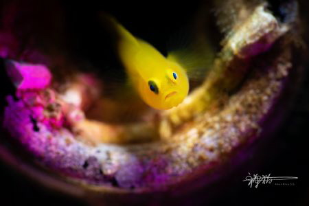 Title: Yellow goby 
Date Taken:25 NOV2018
Location: Ani... by Ming Wen 