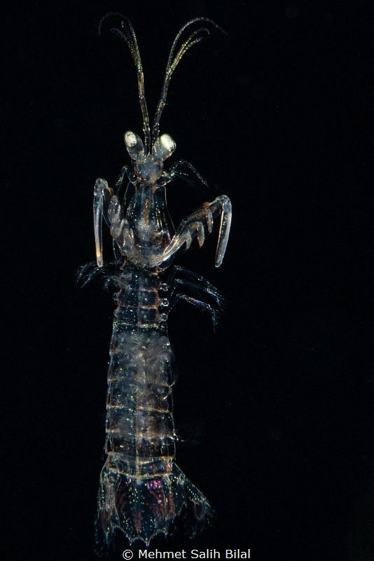 Mantis shrimp looks like a ghost. by Mehmet Salih Bilal 