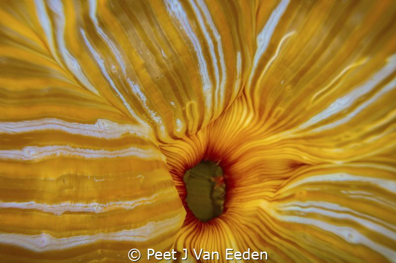 Sea anemone in a contracted state still revealing its beauty by Peet J Van Eeden 