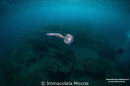 In the archeologic Park Ninfeo Submerged at the site in t... by Immacolata Moccia 