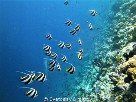 These longfine bannerfishes came at the right time, on th... by Svetoslav Dimitrov 